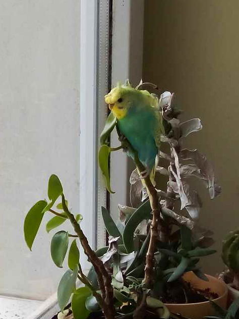 Limóka kinéz az ablakon