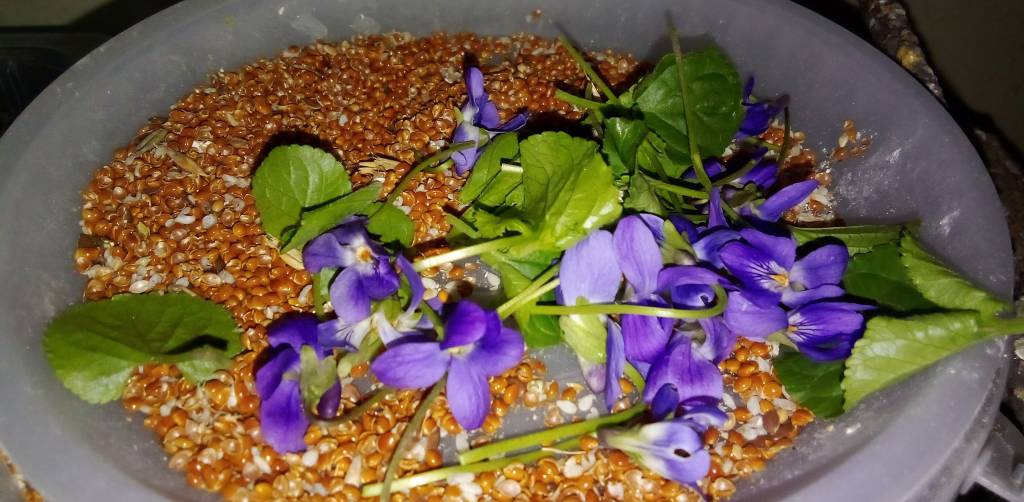 Ibolyavirág és zsenge levelek