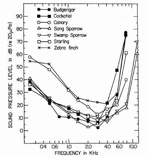 Ez az audiogram bemutatja a hullámos papagáj (első jelölés), valamint további madárfajok hallási tartományát