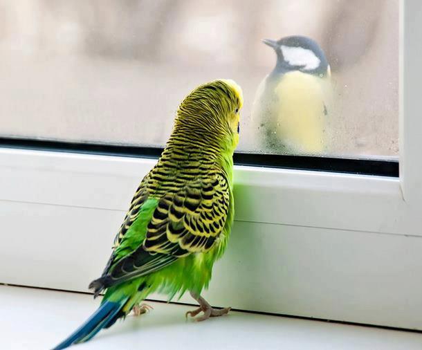 A hullámos papagáj számára minimum 16-21 °C szükséges